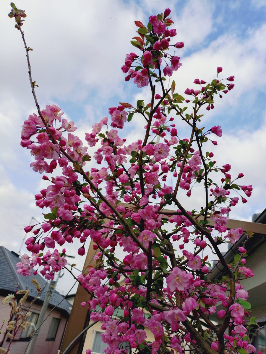 夕野ぴゆ tweet media