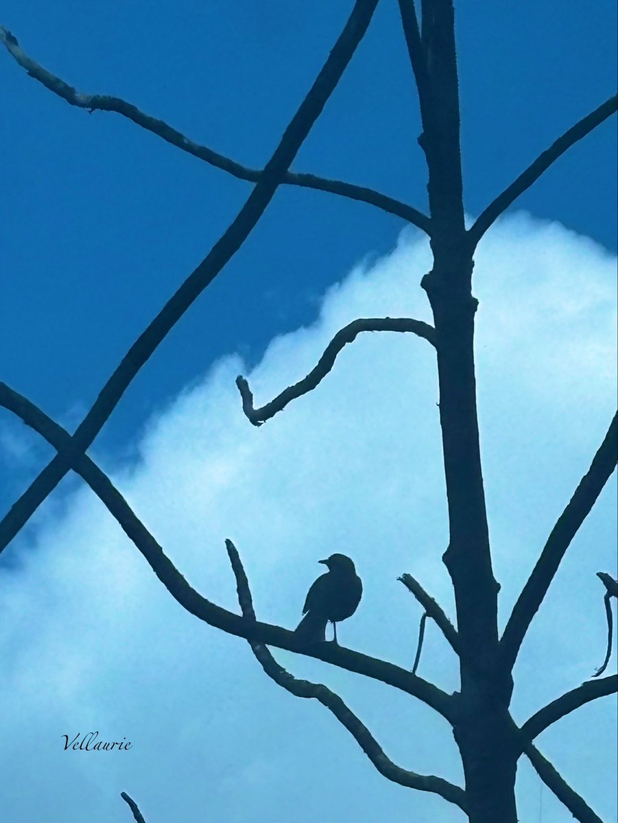 Vijay Ellaurie tweet media