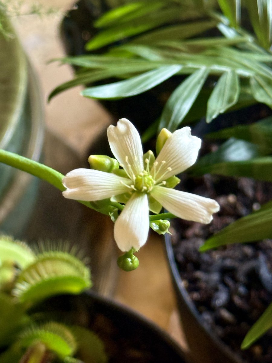 My Venus Flytrap is blooming. That's a Cape Sundew next to it.