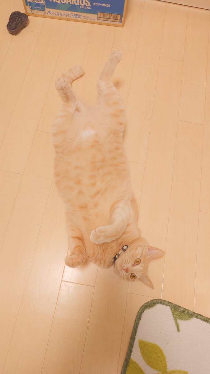 加賀ﾏﾈｼﾞｬ tweet media