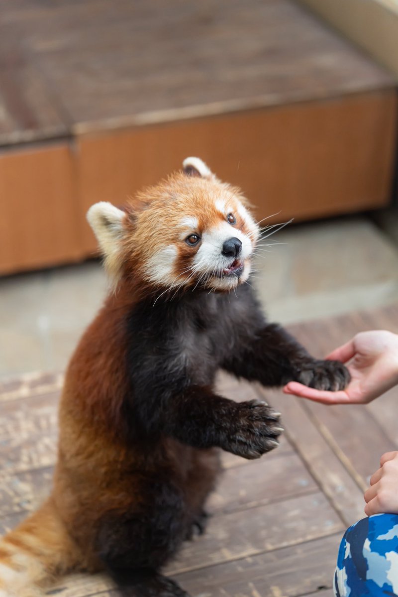 るん🐾 tweet media