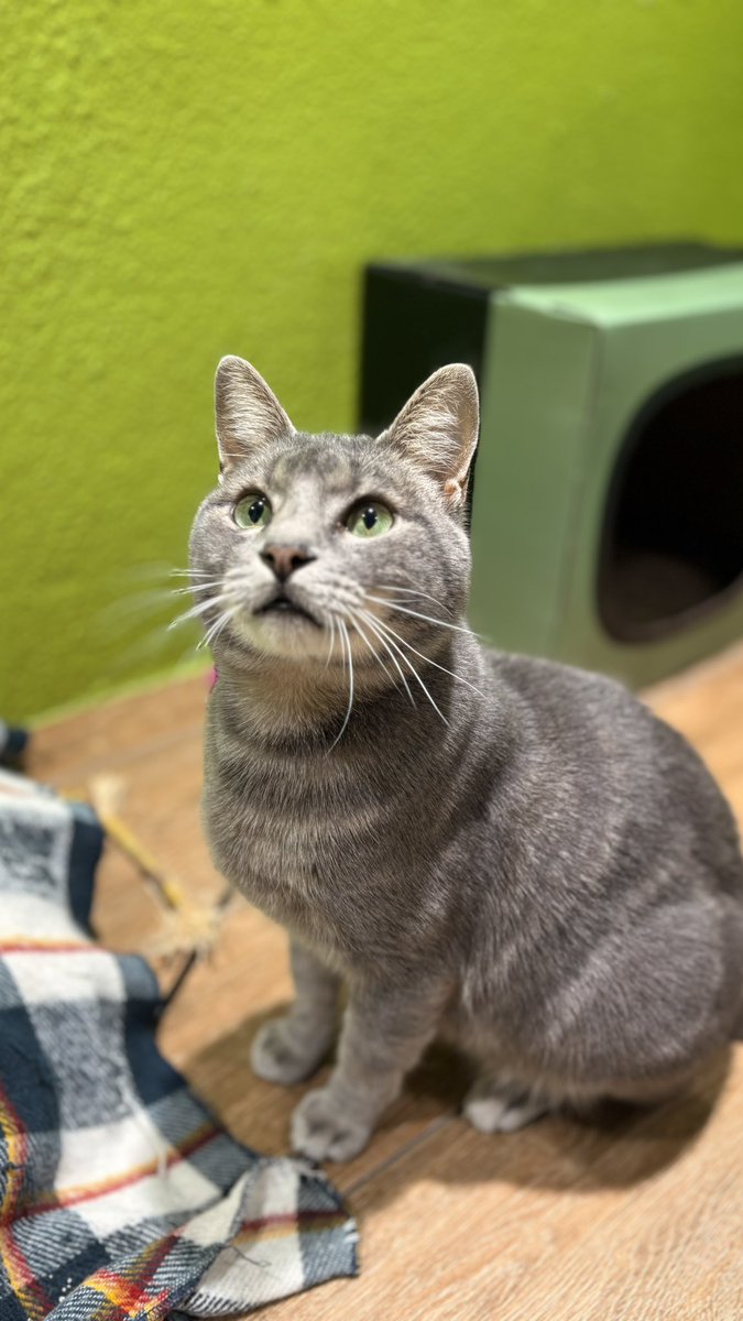 HuellasUrbanasSf tweet media