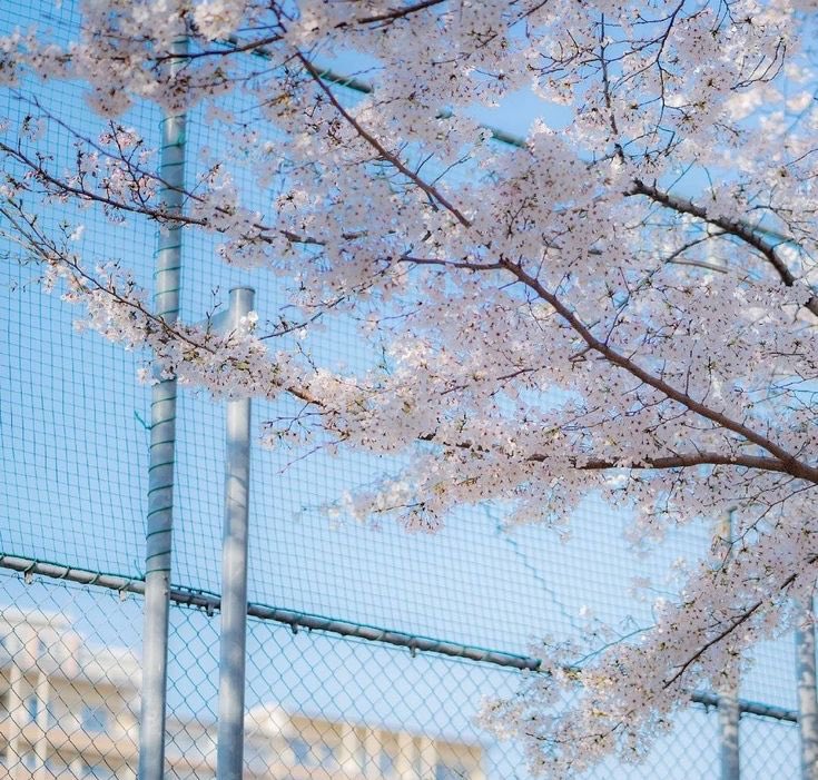 anni 🪷🧋 tweet media