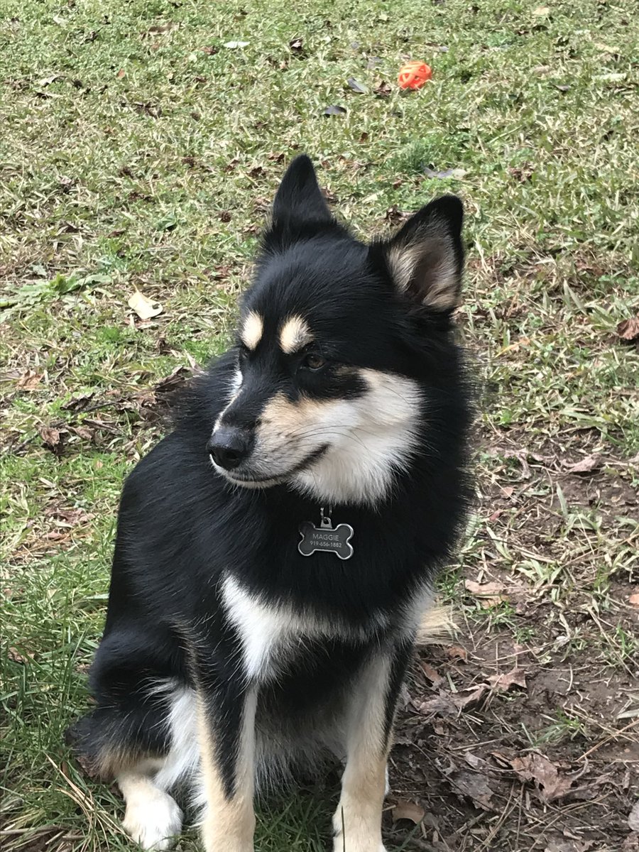 lscottjones1's tweet photo. @LovelyTowakun11 A natural Pomski! 
Pomerian Throwback father X 
small Husky mom https://t.co/lEVFSxiPQv