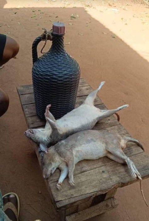 SIR CHUCHO 🎖️ tweet media