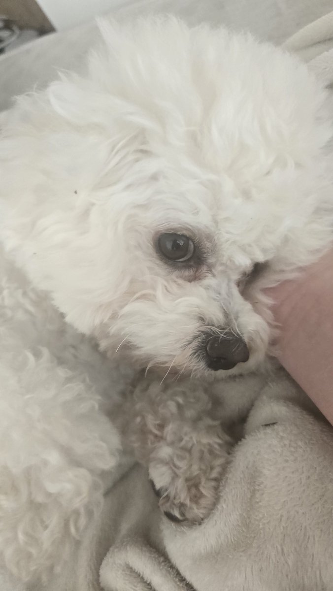 SoyHero ⭐ tweet media