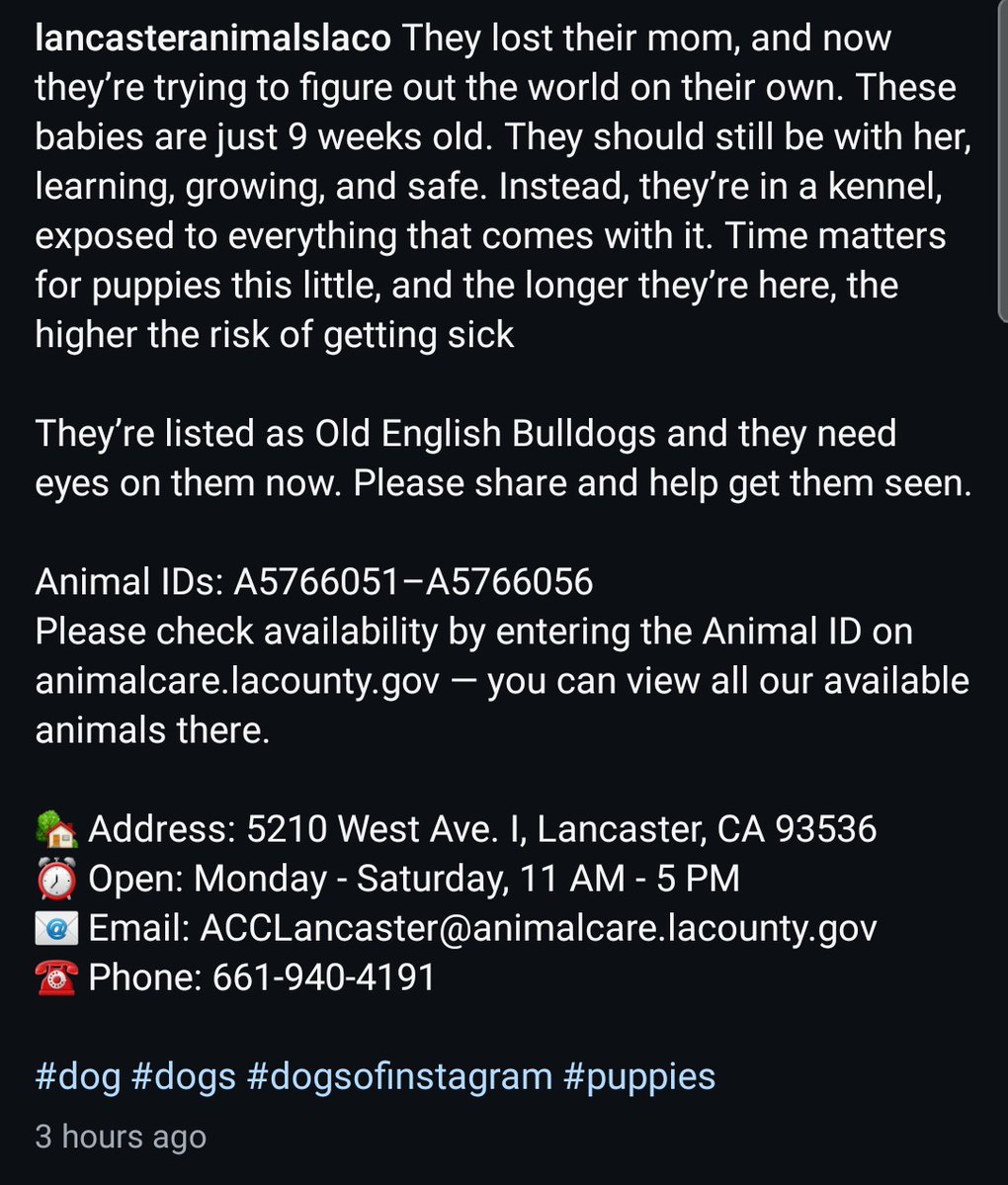 Foster a shelterpet at ZERO COST🐾 tweet media