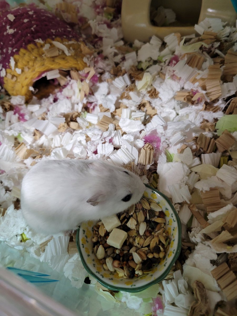 ハム活中こりす tweet media