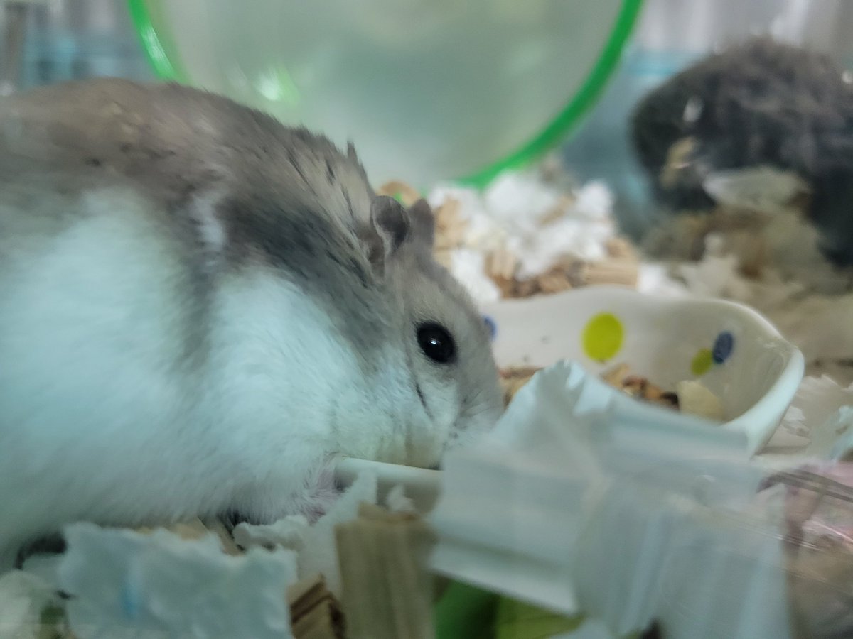 ハム活中こりす tweet media