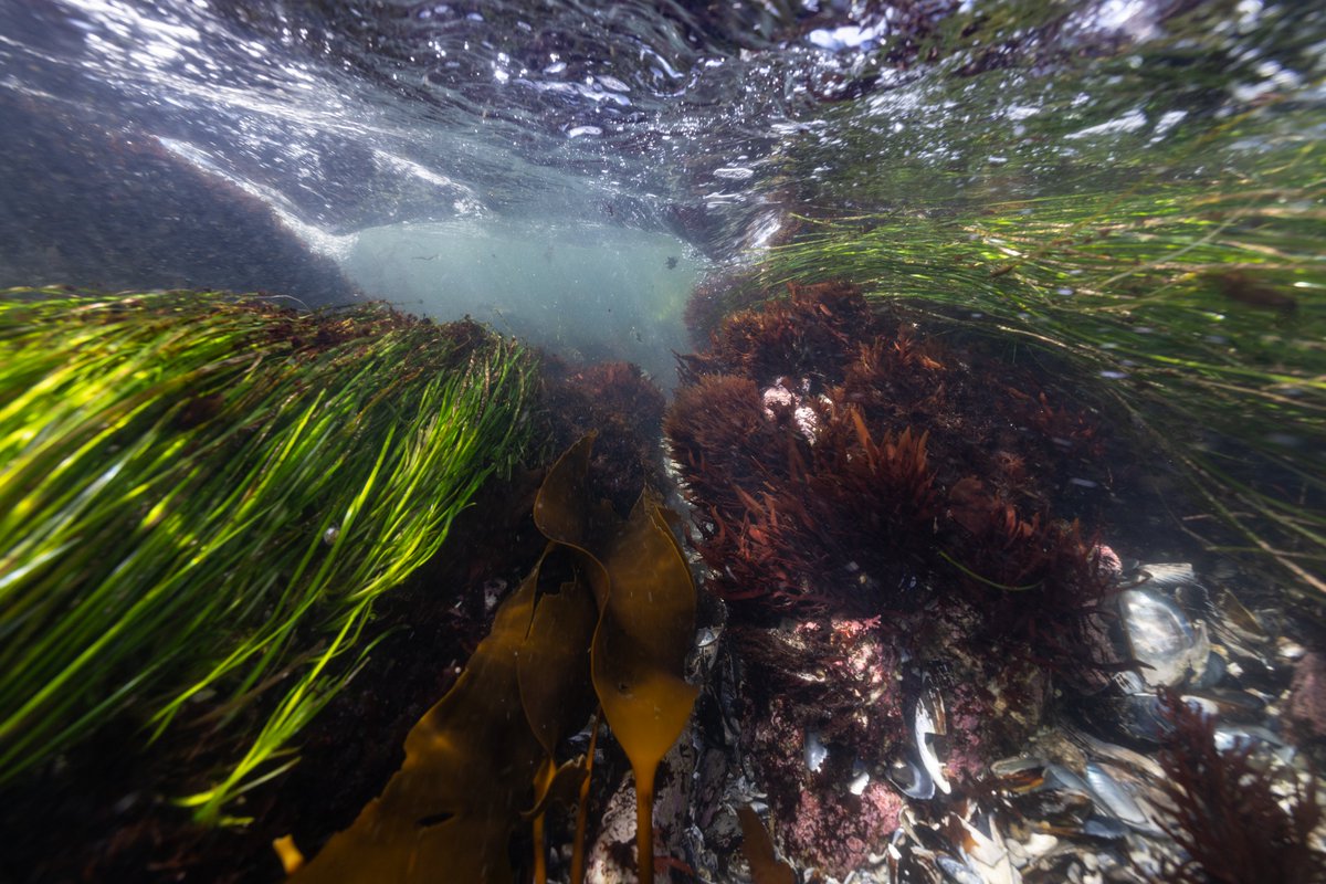 Stanford Center for Ocean Solutions tweet media
