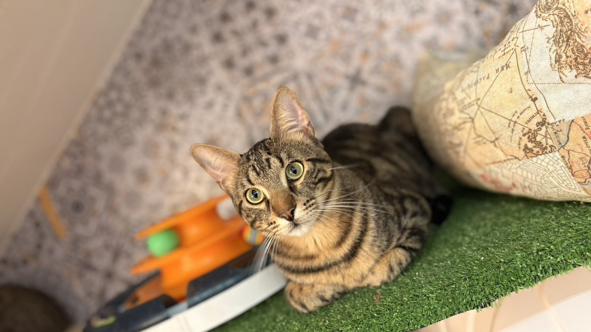 HuellasUrbanasSf tweet media