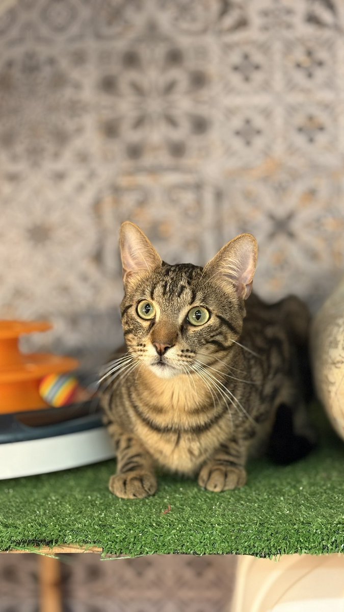 HuellasUrbanasSf tweet media