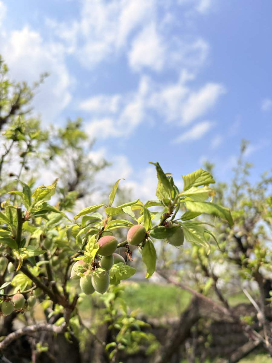 みほちゃん@喘息も自然によくなる気功整体教室おうち整体®︎ 松戸 tweet media