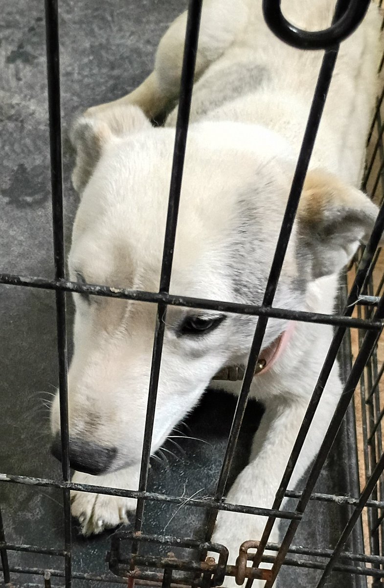 Hihosilver89's tweet photo. @Kenz60266329 I'm told a corgi Sheppard mix, he is white with gray spots. Shortish hair https://t.co/F72617Aq4L