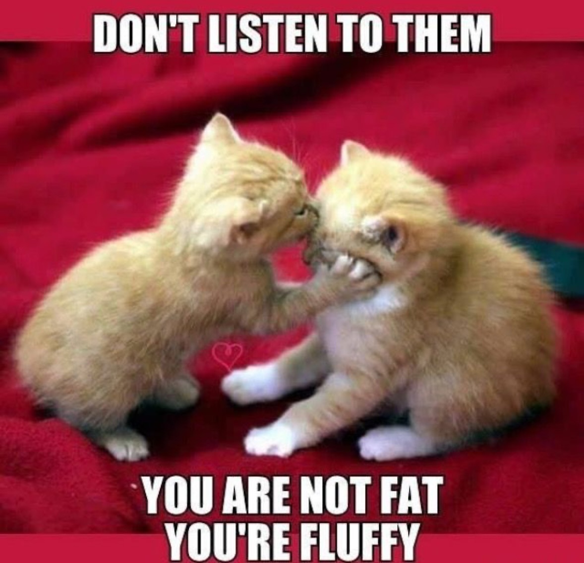 Punch Cat tweet media