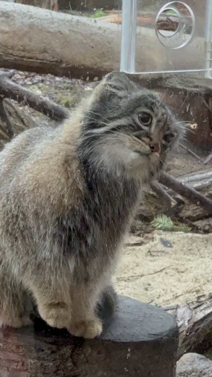 そらまめきなこ tweet media