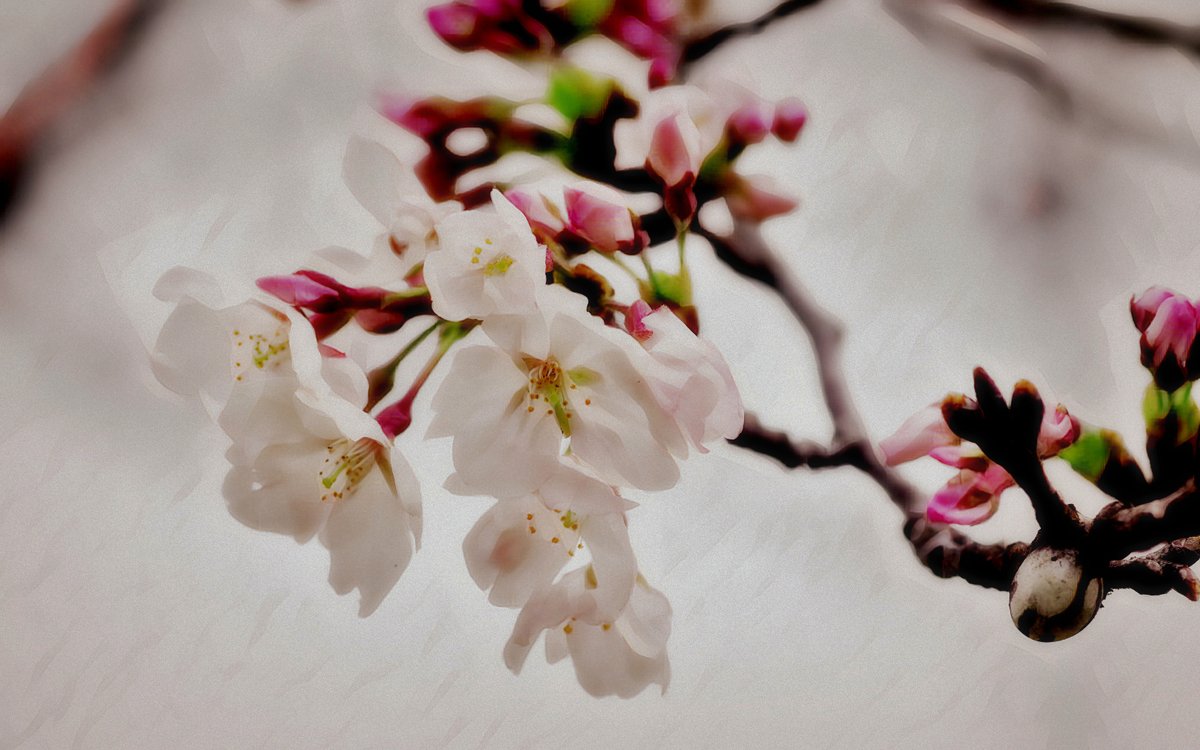 ドゥちゃん .:✼̥୭*ˈ tweet media