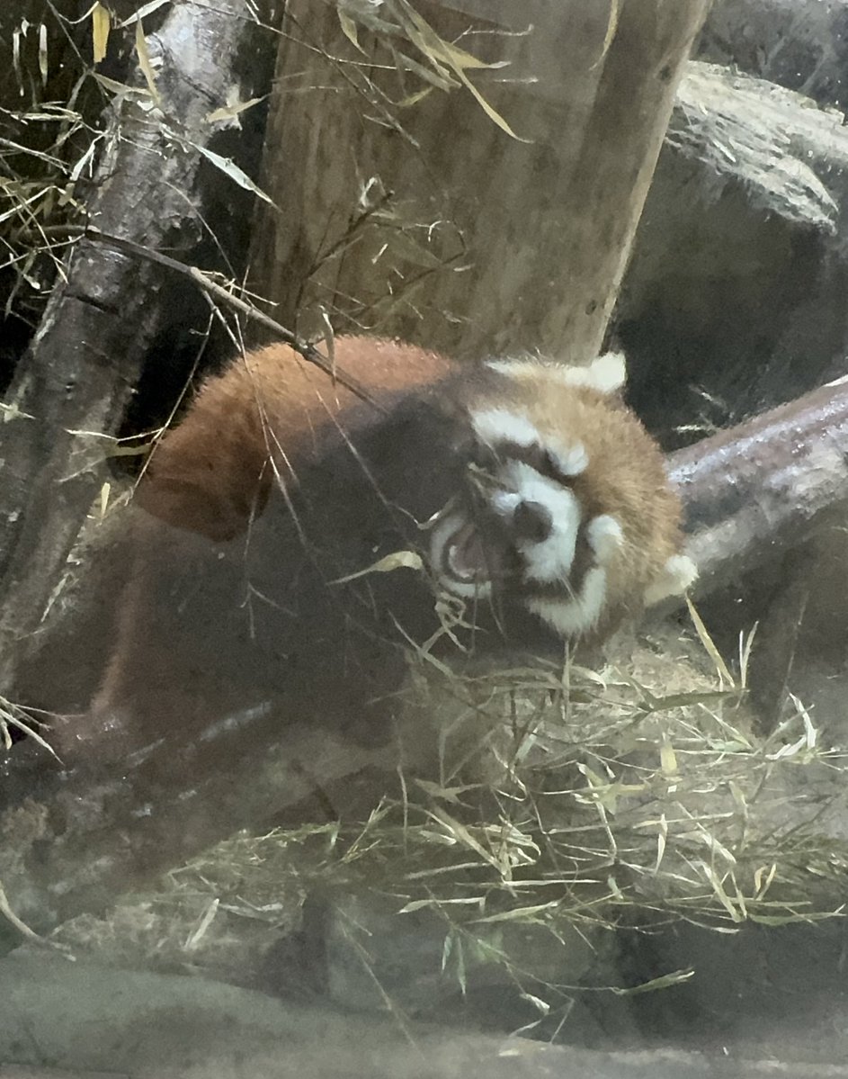 そらまめきなこ tweet media