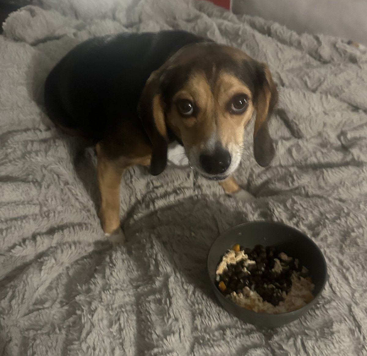 Lou DAngeli tweet media