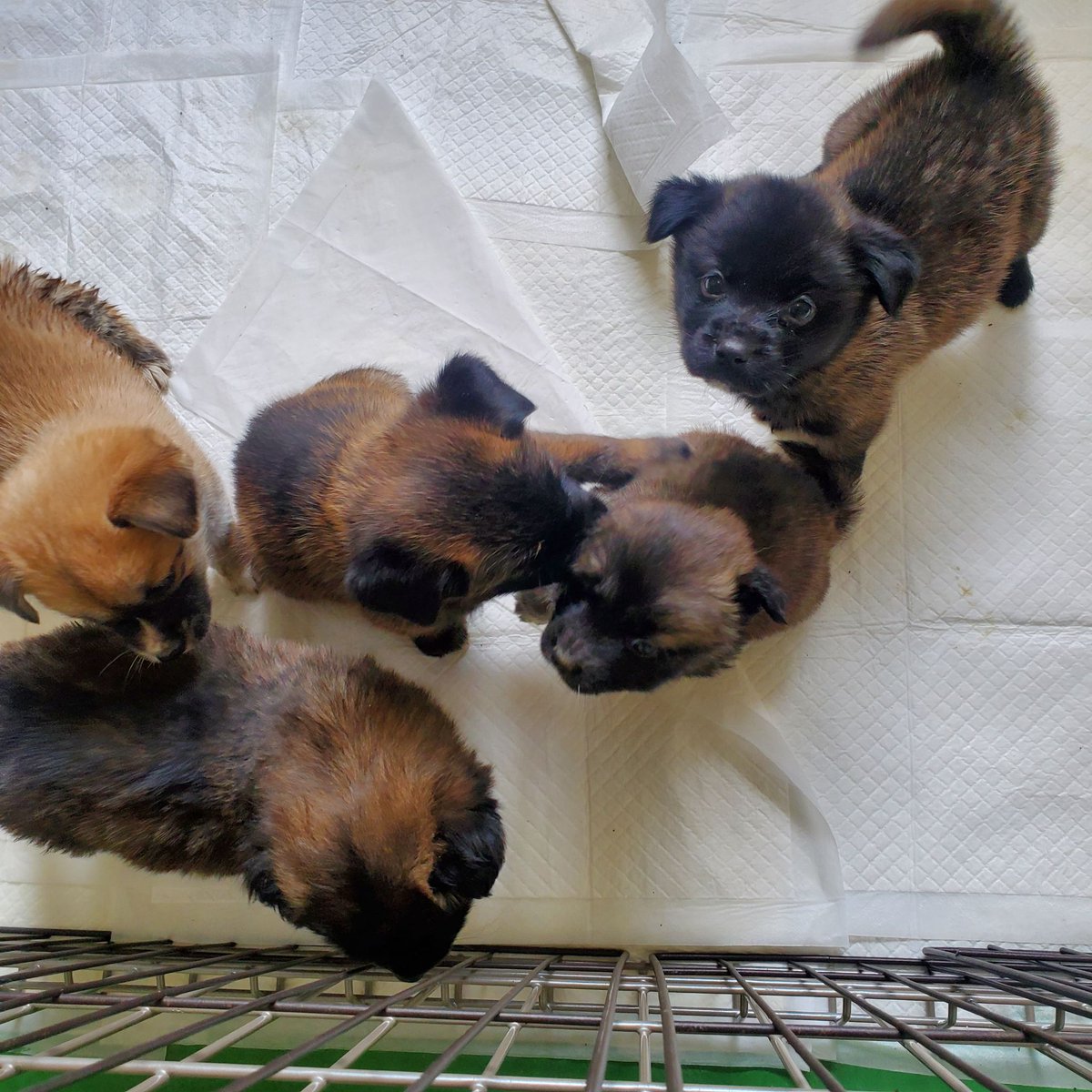 ただの猫ゃで tweet media