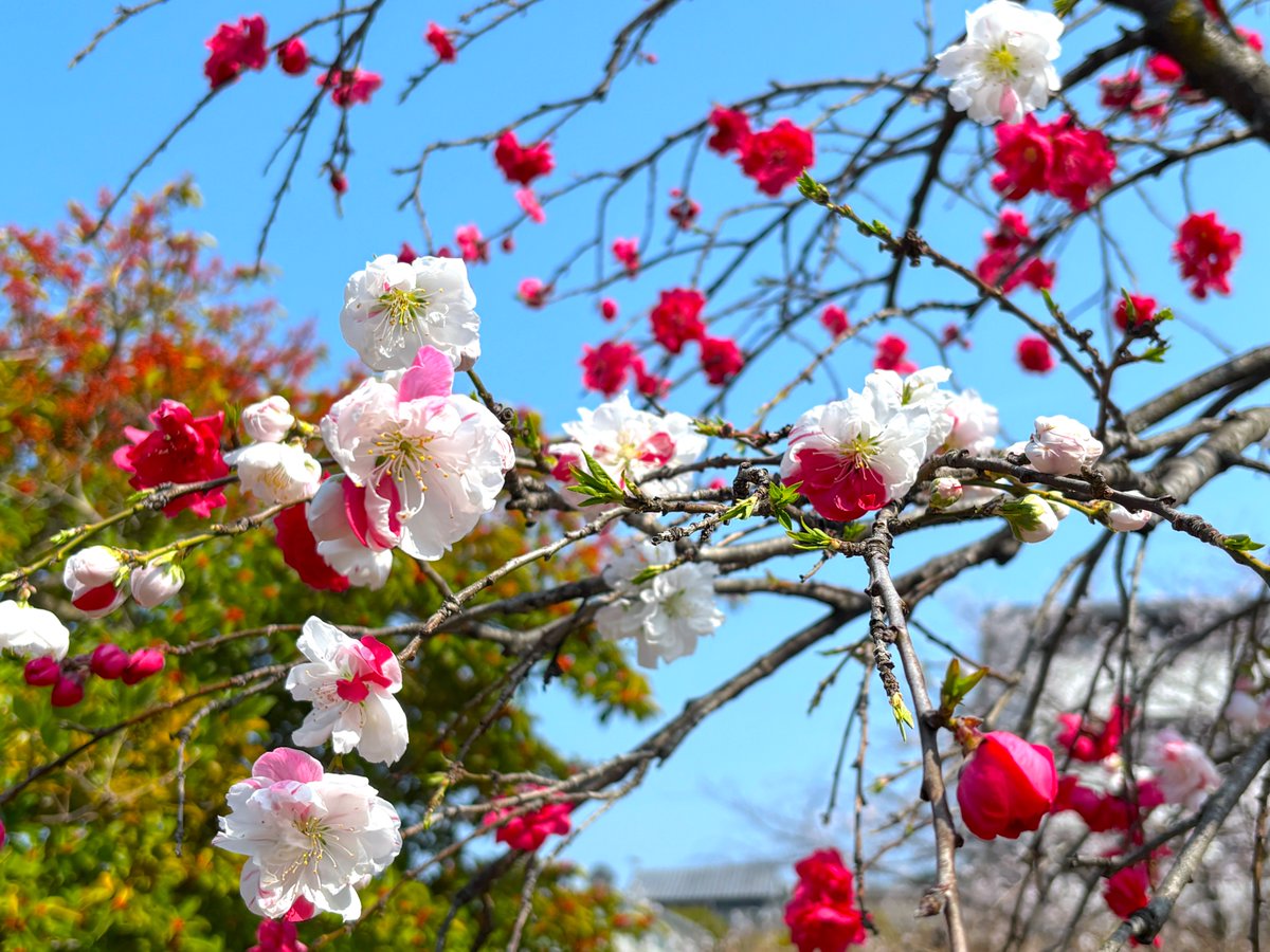 4月です。新年度も頑張ります。写真は源平枝垂れ桜です。