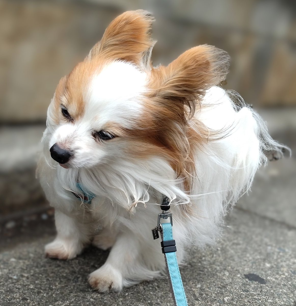 あお♂パピヨン2.3kg（さくらい社労士FP事務所のスタッフ🐶） tweet media