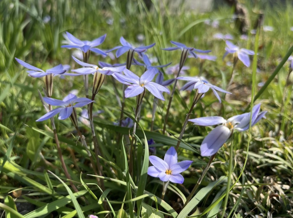 冥夢 meimu tweet media