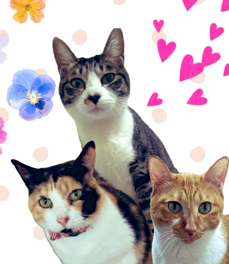 けんちゃんฅˆ•ﻌ•ˆฅ♡ tweet media