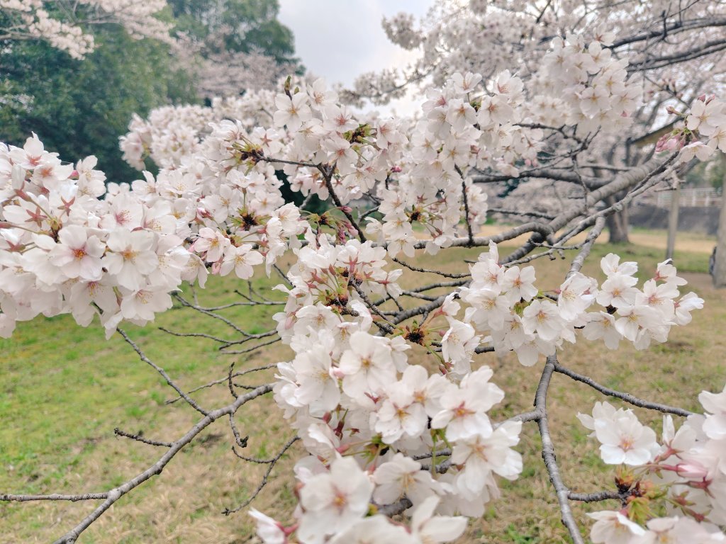 simple_chillife's tweet image. 4月スタート🌸

いよいよ
Saturday in the parkツアー始まる
ライブ前もワクワクさせてくれて
こんな高揚感のまま初日に
行けるなんて✨

無事にツアー完走できますように
健康第一で
Mr.Children、スタッフの皆様
よろしくお願いします🥰

今月もよろしくお願いします♡

＃Mr.Children
＃4月父の命日