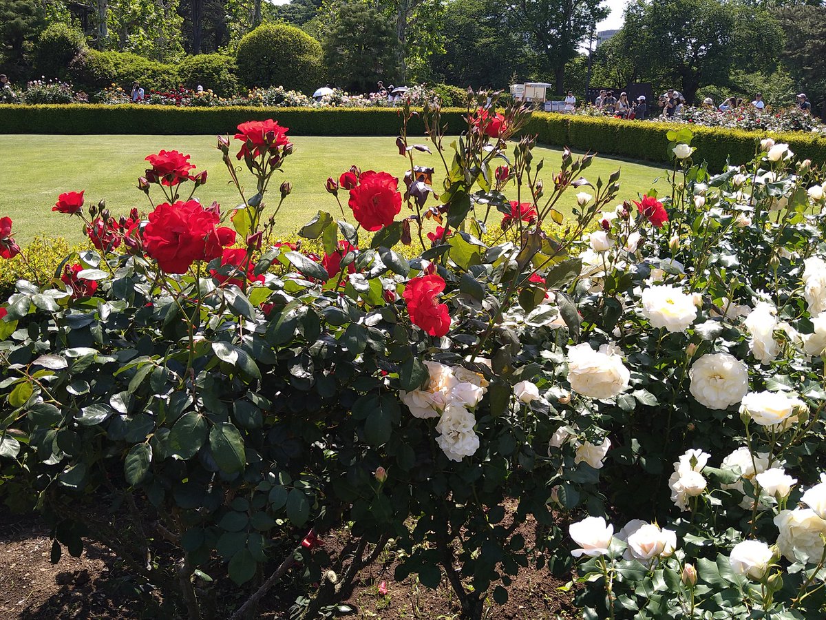 くろえる tweet media