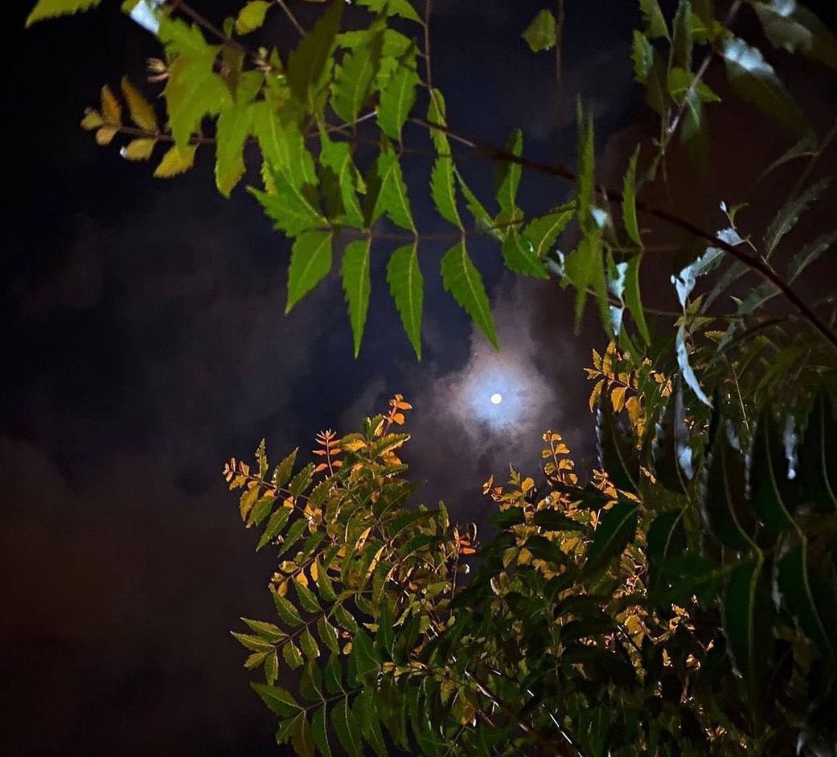 عطــــــرالـروح tweet media