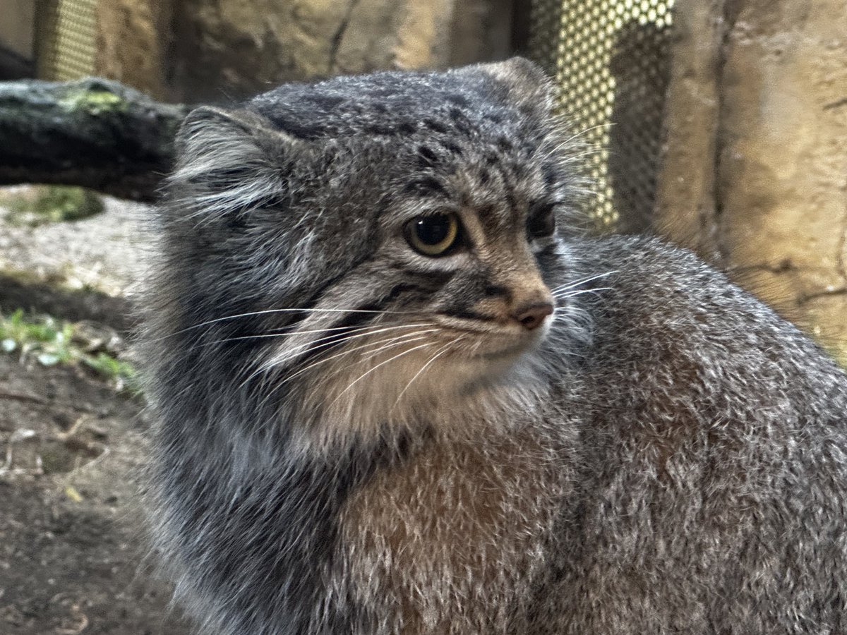 そらまめきなこ tweet media