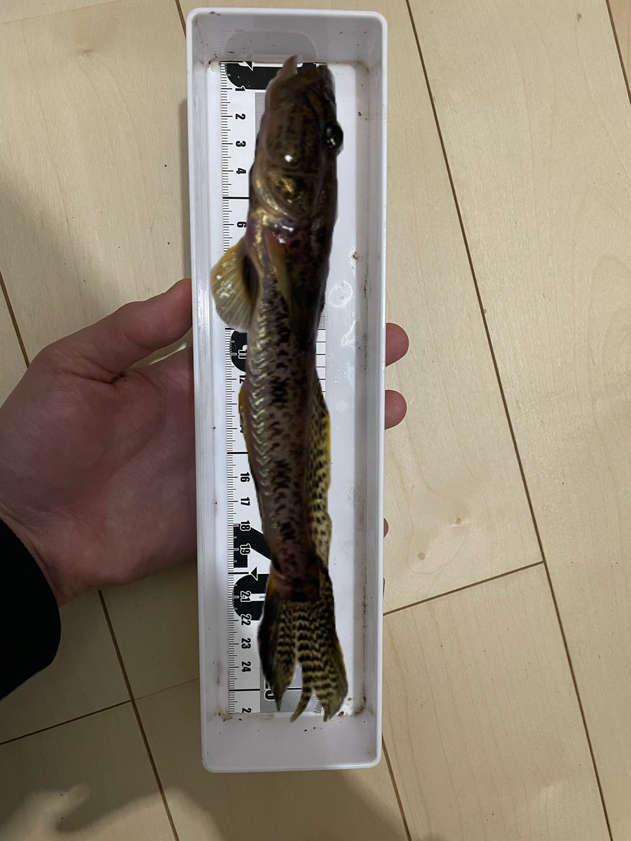 行徳さん tweet media