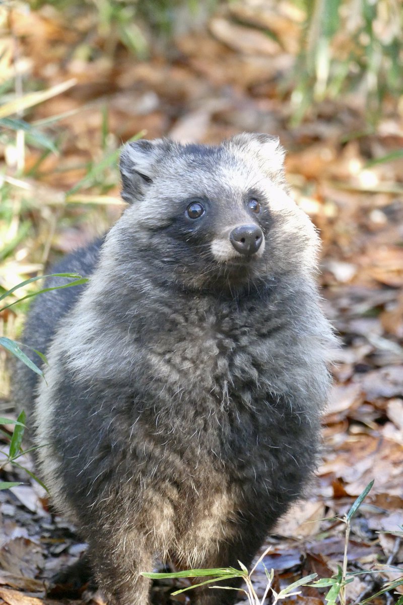 レムルゥ tweet media