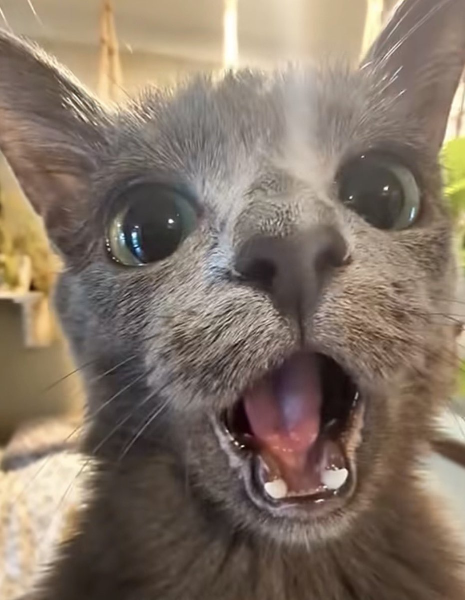 Muat’Tibérius au Andromedus tweet media