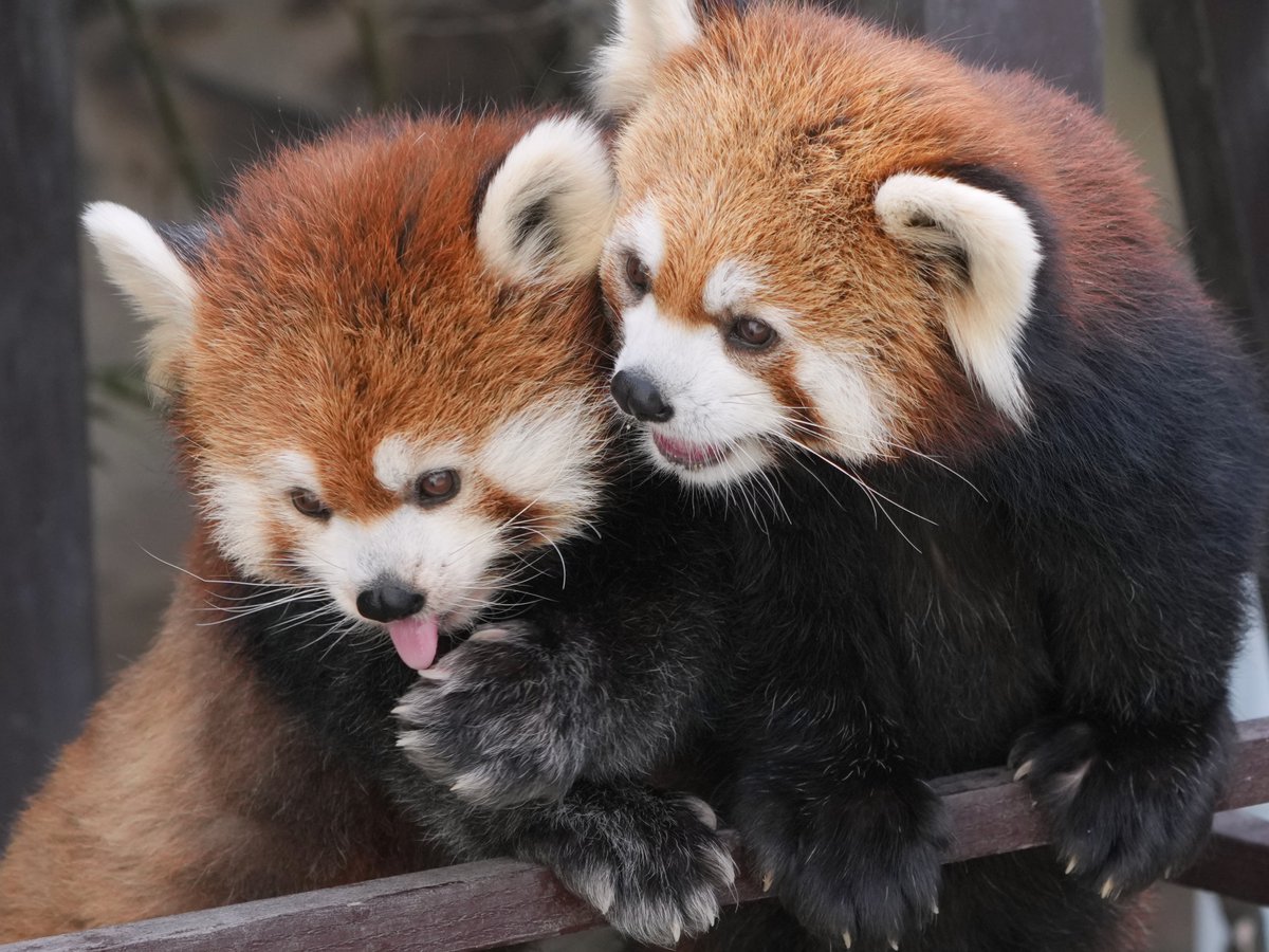 豊川散歩 tweet media