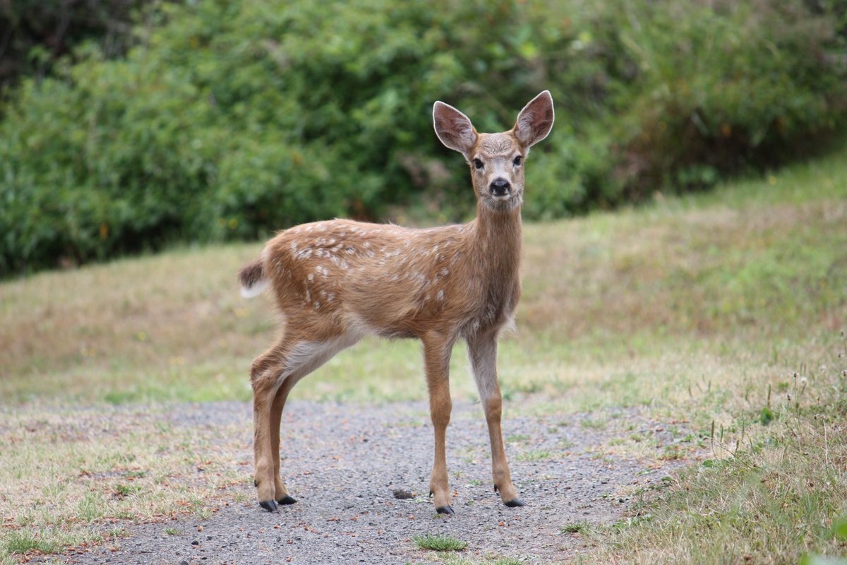 visitSJIslands's tweet photo. Spring is baby season in the San Juans! If you see a fawn, kit, or other baby animal alone, don’t fret! Mom’s just out grocery shopping and will be back soon. 

If the youngster is not injured or sick, observe from a distance.  

📸 1. Mio Monasch, 2. Patrick McEvoy 4. Ken Rea https://t.co/q8kwjiOBRO