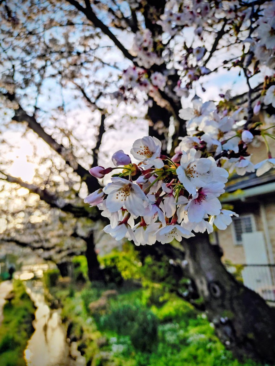 loan wolf cub(マイペース😊) tweet media