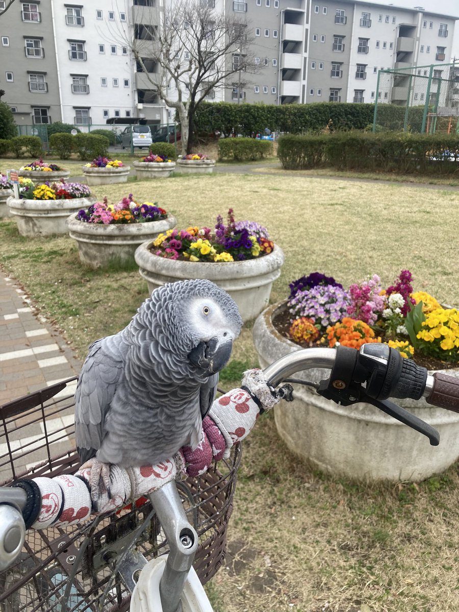 若松実喜男 tweet media