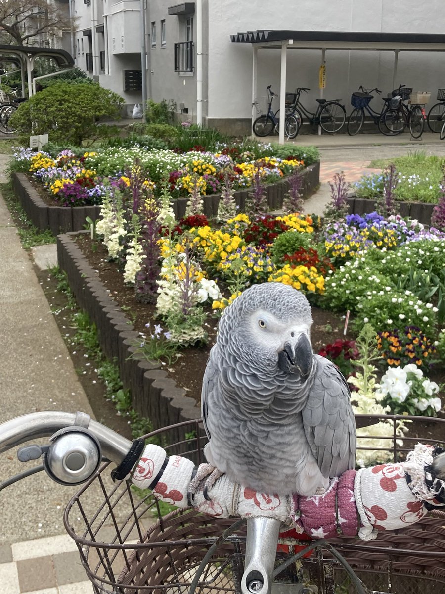 若松実喜男 tweet media