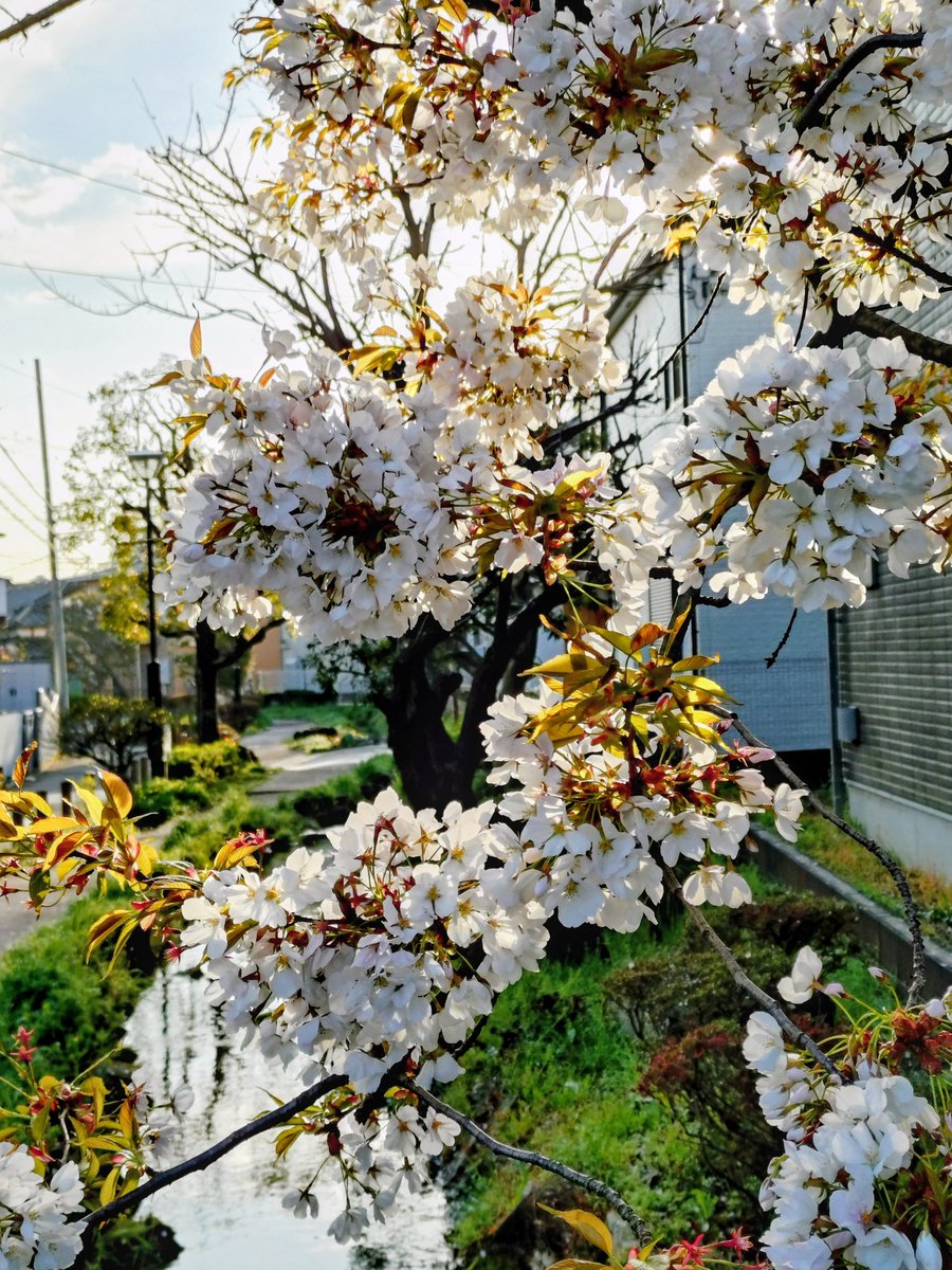 loan wolf cub(マイペース😊) tweet media