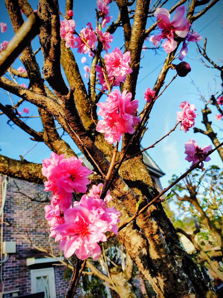 loan wolf cub(マイペース😊) tweet media