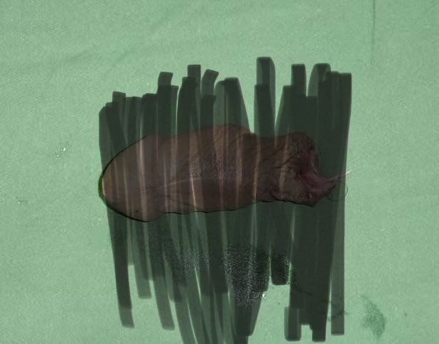 罗翔——破幕推墙 tweet media