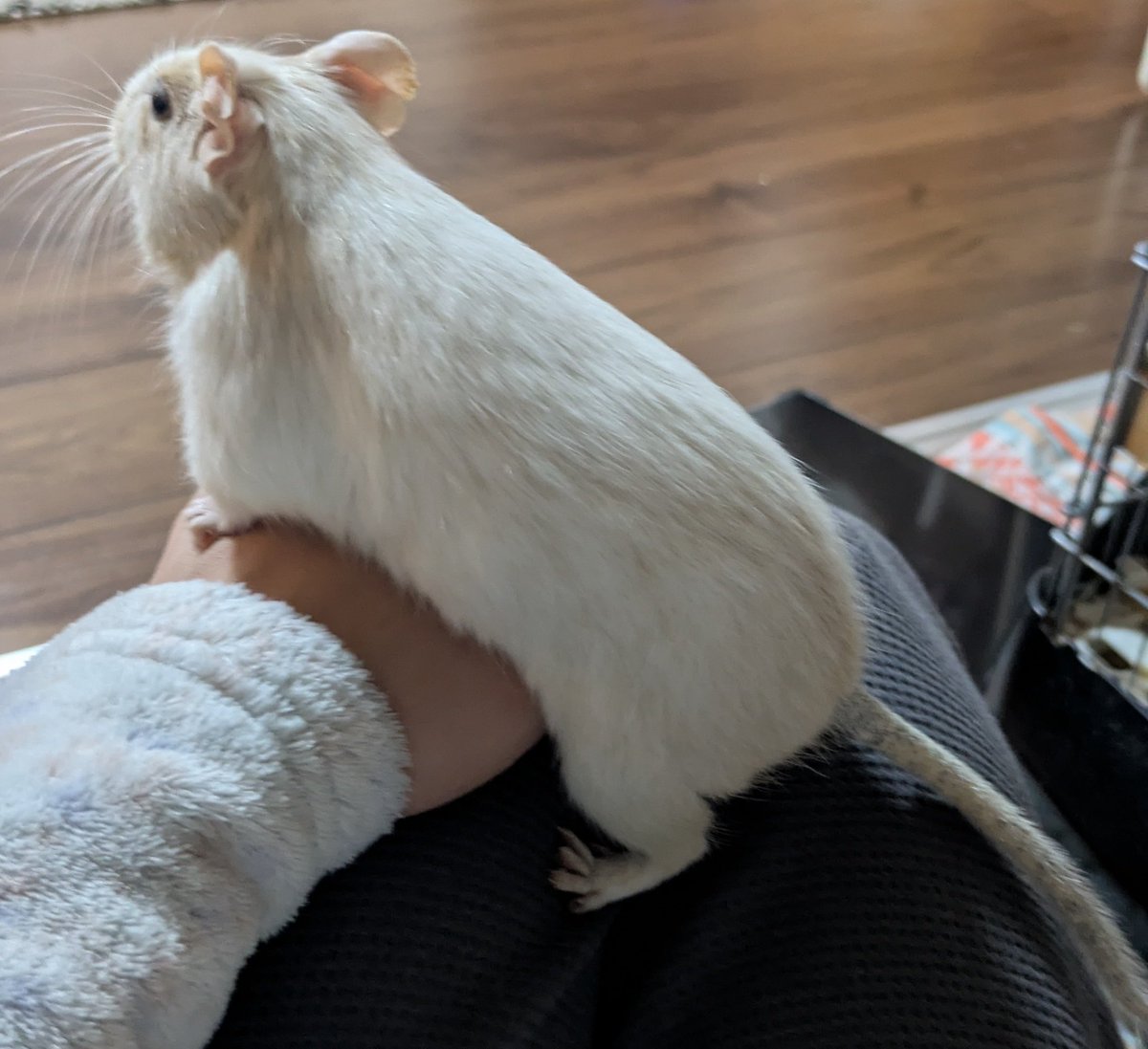 デグーのみーちゃん(ﾋﾟﾁｭﾁｭ) tweet media