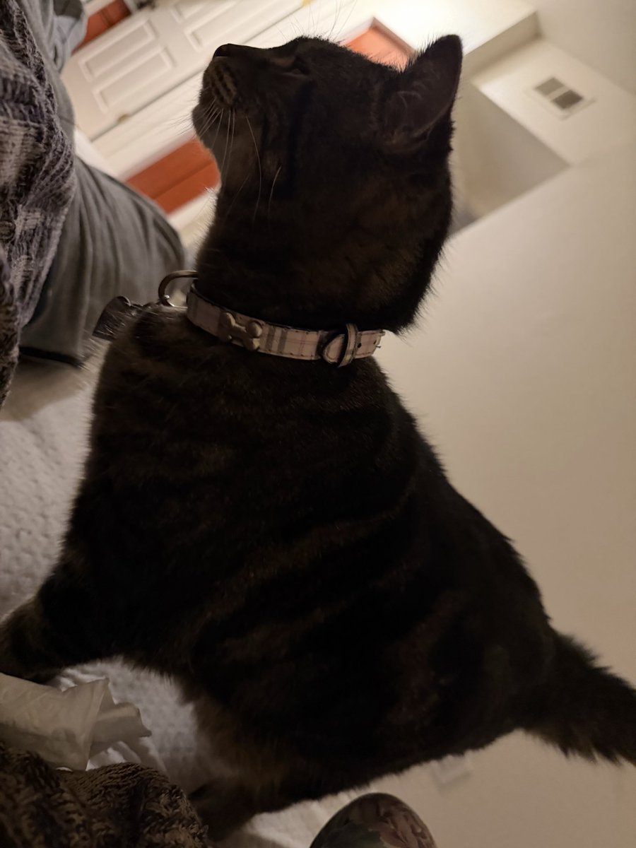 Kijestic's tweet photo. Didn’t post the cat so here two https://t.co/KYYzT2P9lQ