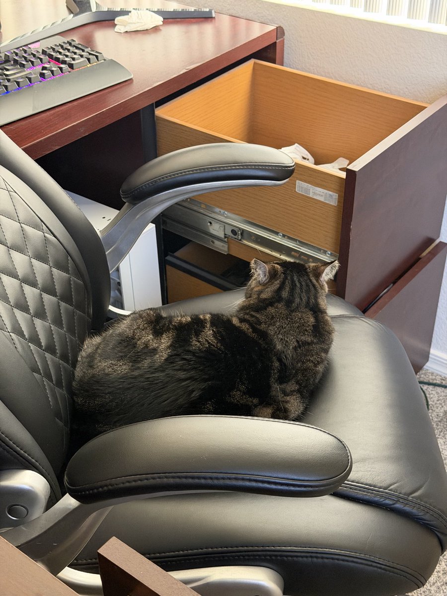 Kijestic's tweet photo. Didn’t post the cat so here two https://t.co/KYYzT2P9lQ