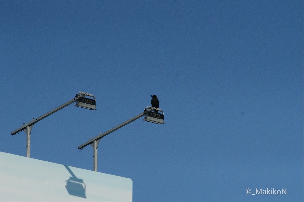 NPO法人札幌カラス研究会 tweet media