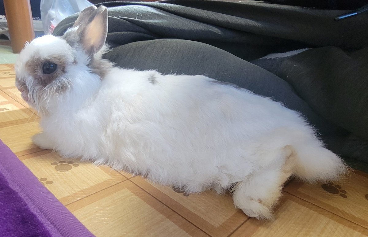 Moco20190210's tweet photo. おはーよ🐰✨️ https://t.co/2JQP3e0GFA
