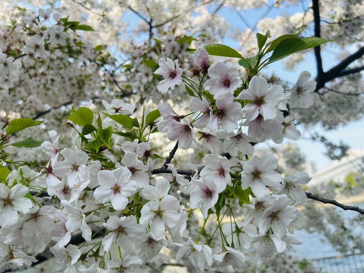 気象予報士 石上沙織 tweet media