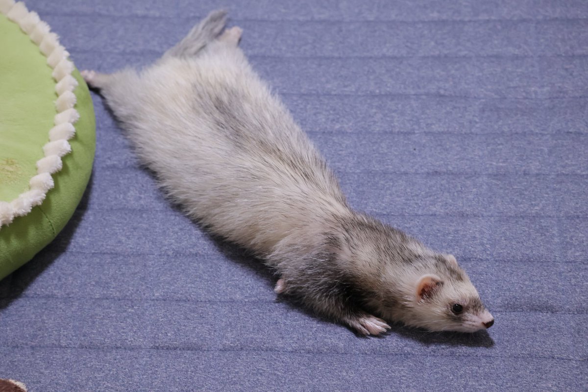 🥦のじしろ🥦 tweet media